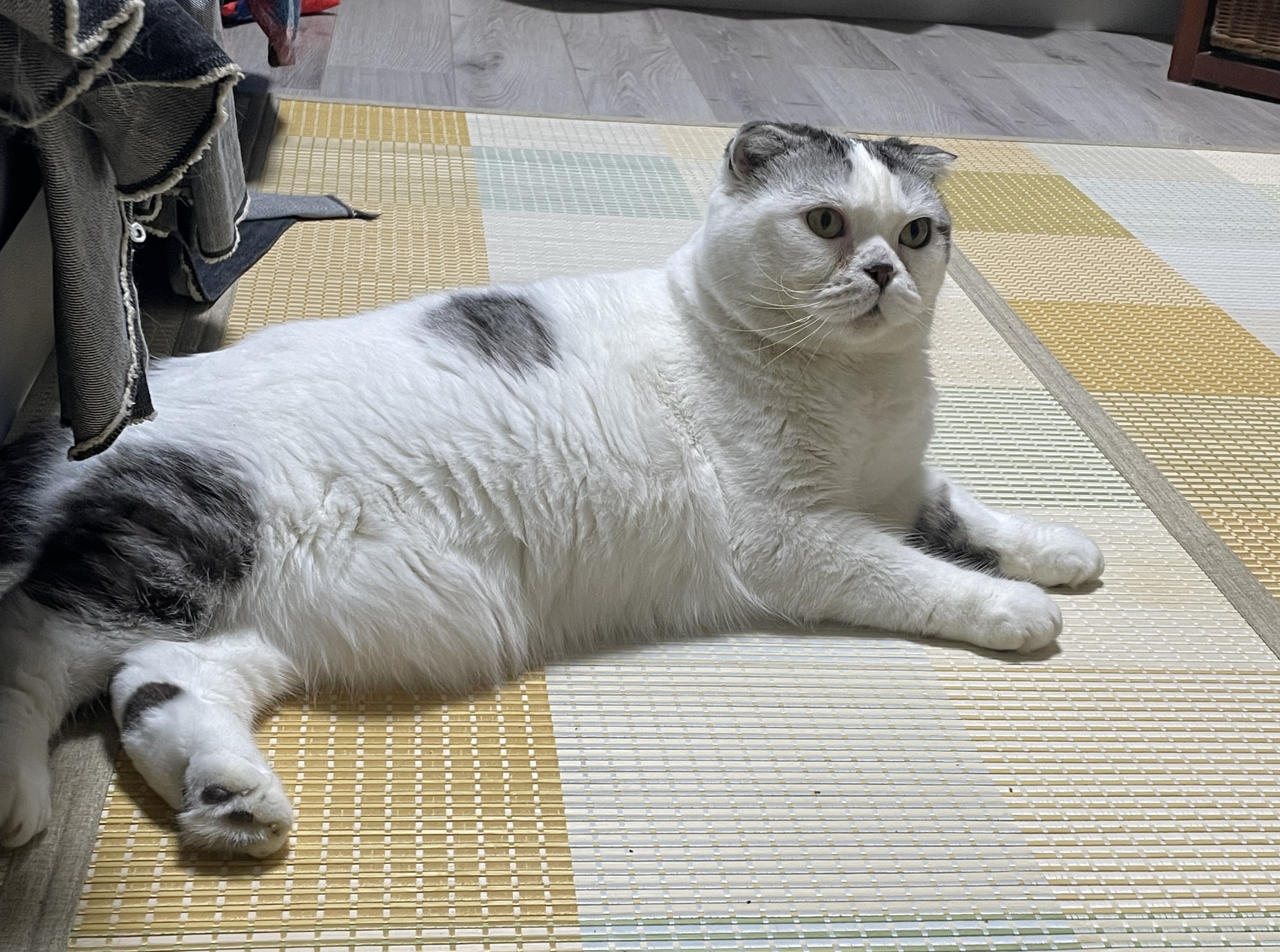 弟の猫　ぽにょ