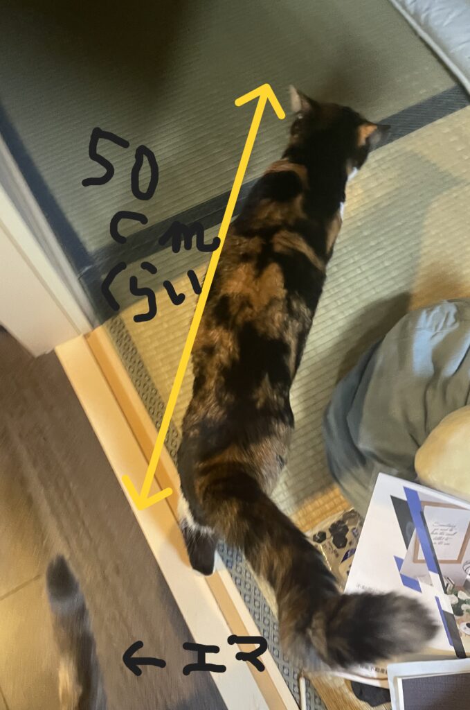 家の猫すず